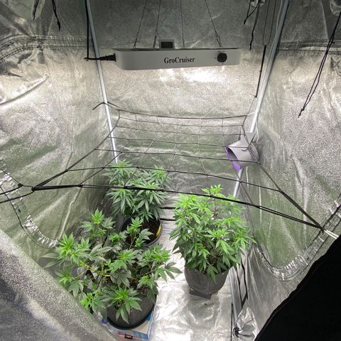 Frosti growlog photo: Licht auf 60%
Netz eingebaut
Seilzug bei der Lampe entfernt 