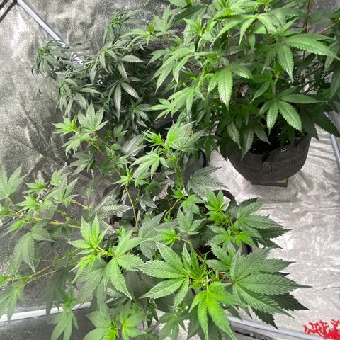 Frosti growlog timeline photo