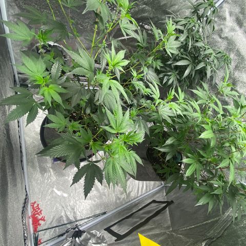 Frosti growlog timeline photo