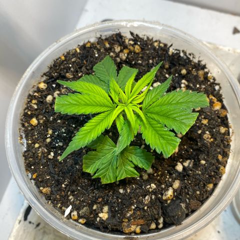 Bones growlog timeline photo