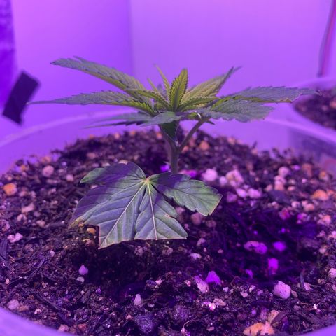Bones growlog timeline photo