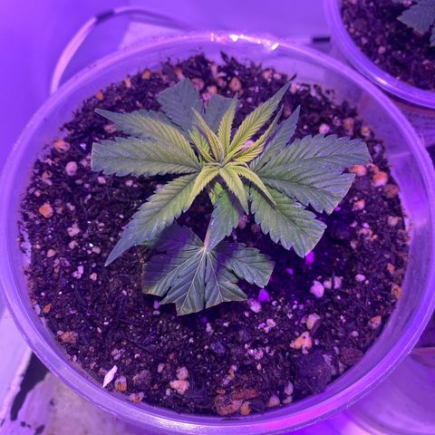 Bones growlog timeline photo