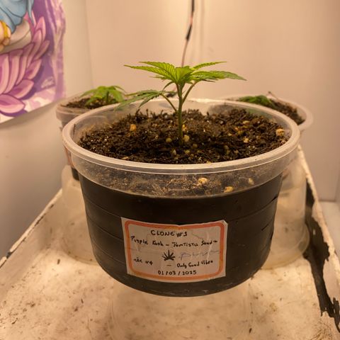 Bones growlog timeline photo