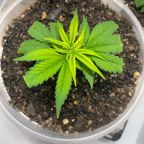 Bones growlog timeline photo