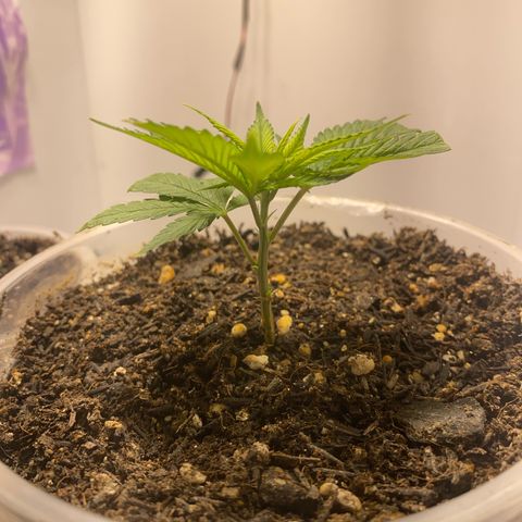 Bones growlog timeline photo