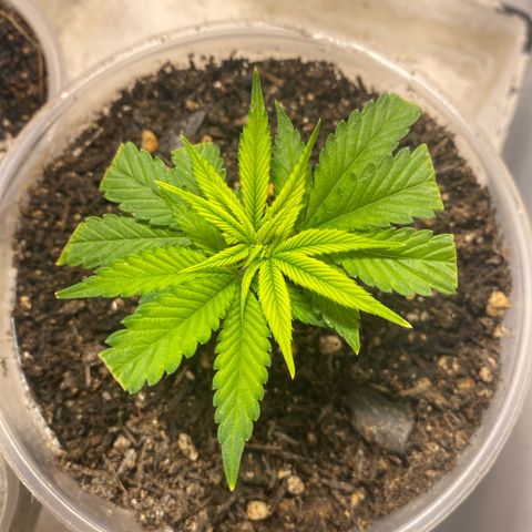 Bones growlog timeline photo