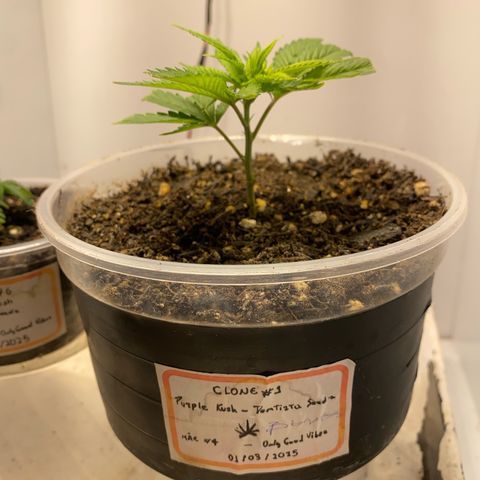 Bones growlog timeline photo