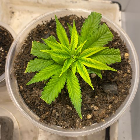 Bones growlog timeline photo