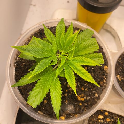 Bones growlog timeline photo