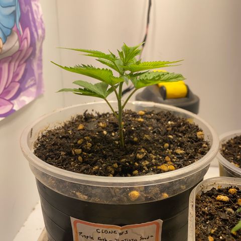 Bones growlog timeline photo