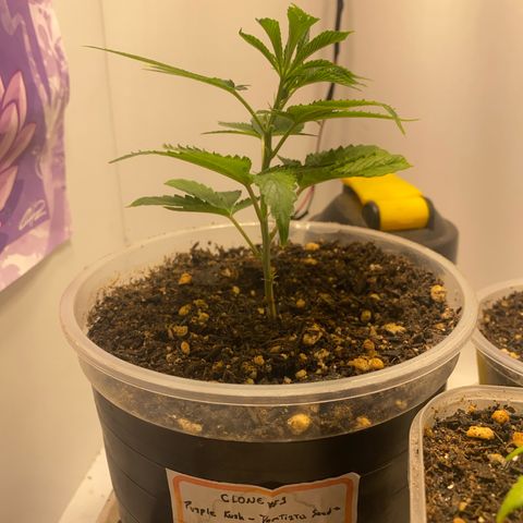 Bones growlog timeline photo