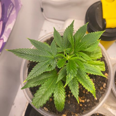 Bones growlog timeline photo