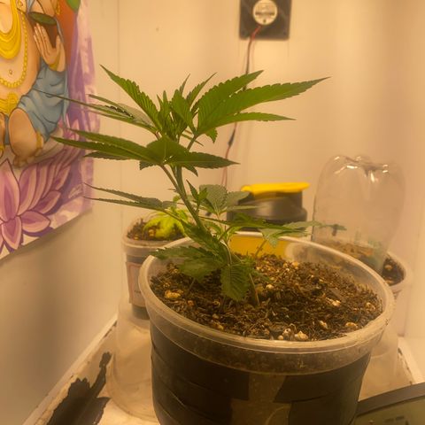 Bones growlog timeline photo