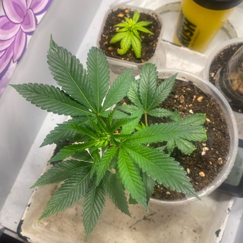 Bones growlog timeline photo