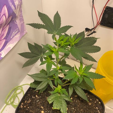 Bones growlog timeline photo