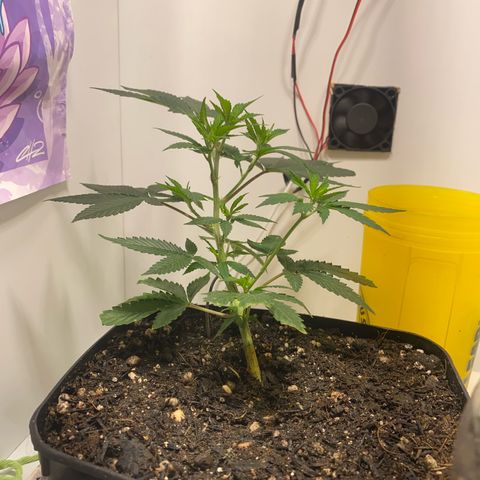Bones growlog timeline photo