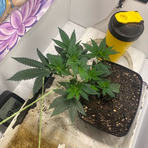 Bones growlog timeline photo