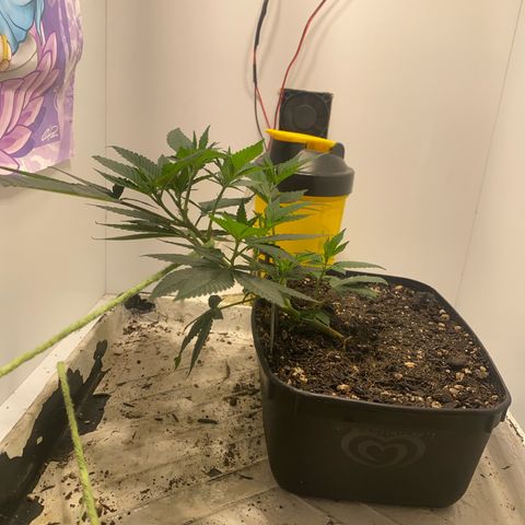 Bones growlog timeline photo