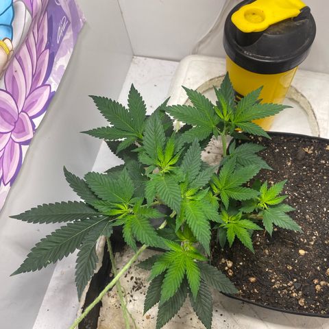 Bones growlog timeline photo