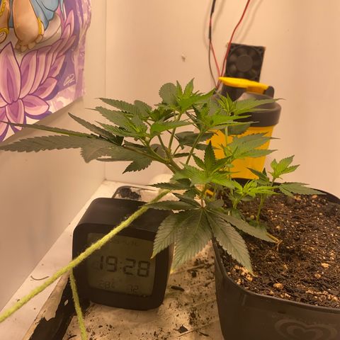 Bones growlog timeline photo