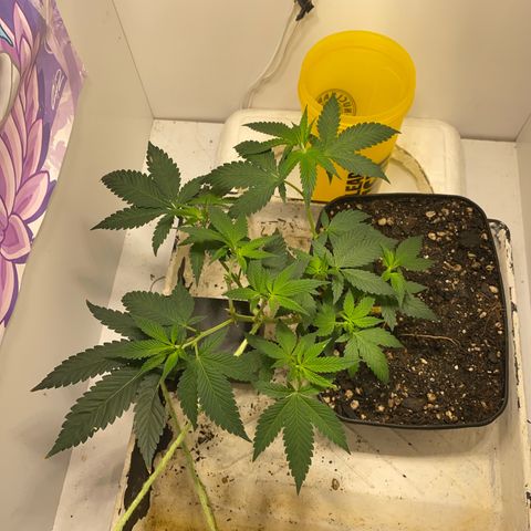 Bones growlog timeline photo