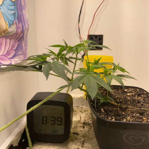 Bones growlog timeline photo