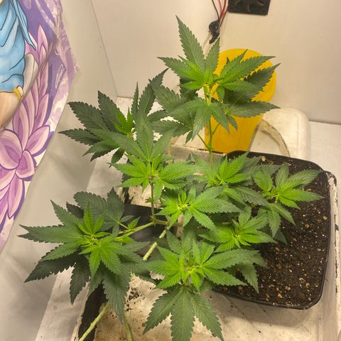 Bones growlog timeline photo