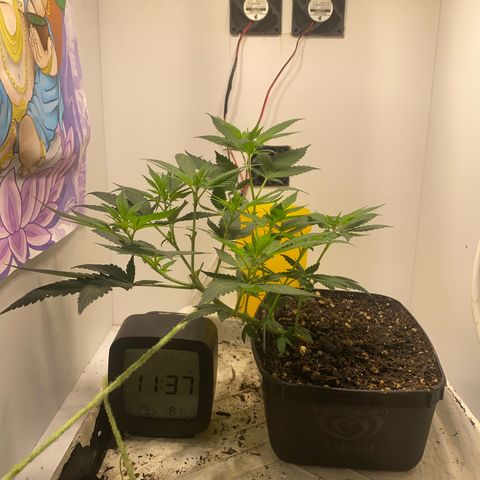 Bones growlog timeline photo