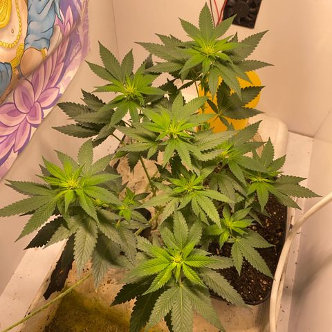 Bones growlog timeline photo