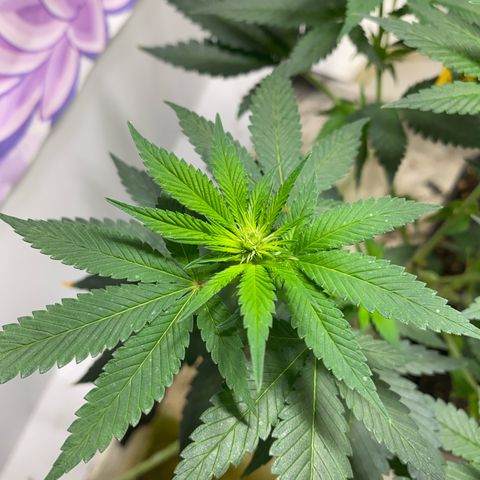 Bones growlog timeline photo