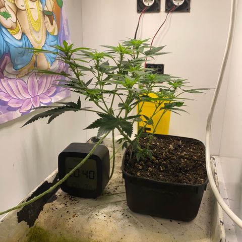 Bones growlog timeline photo