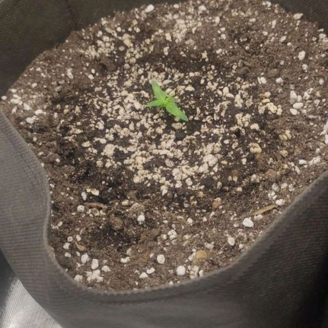 Johnny Cage growlog timeline photo