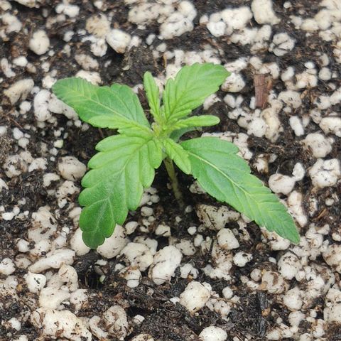 Johnny Cage growlog timeline photo