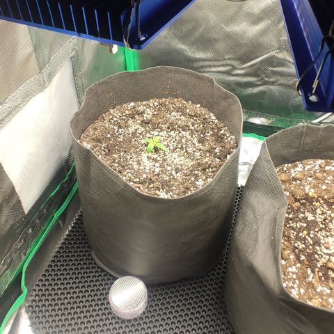 Johnny Cage growlog timeline photo