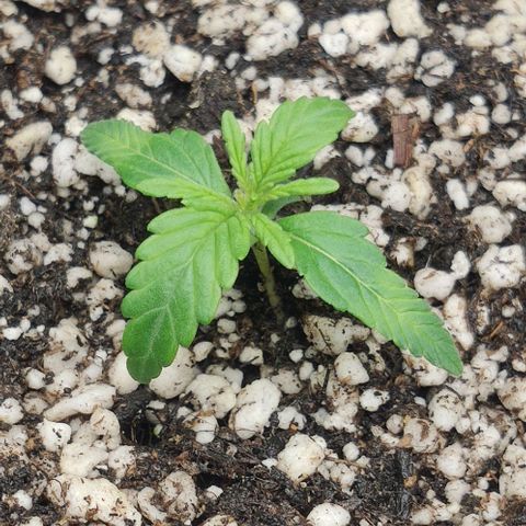 Johnny Cage growlog timeline photo
