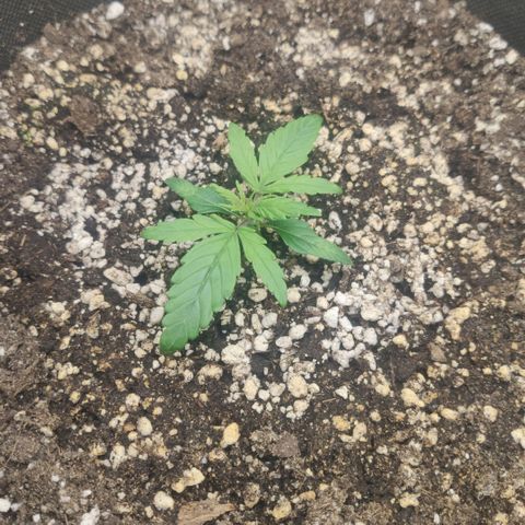 Johnny Cage growlog timeline photo