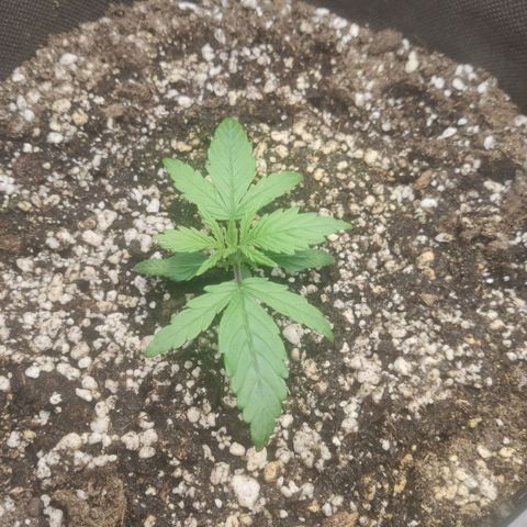 Johnny Cage growlog timeline photo
