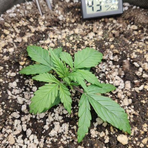 Johnny Cage growlog timeline photo