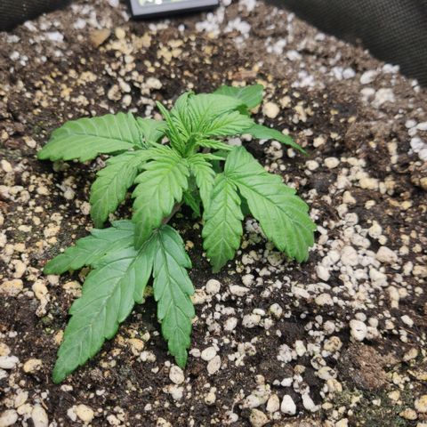 Johnny Cage growlog timeline photo