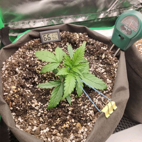 Johnny Cage growlog timeline photo