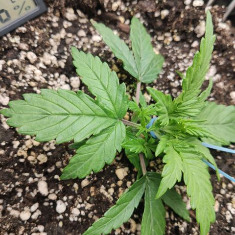 Johnny Cage growlog timeline photo