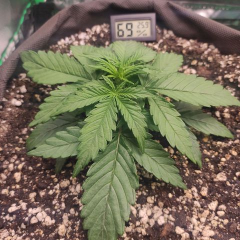 Johnny Cage growlog timeline photo
