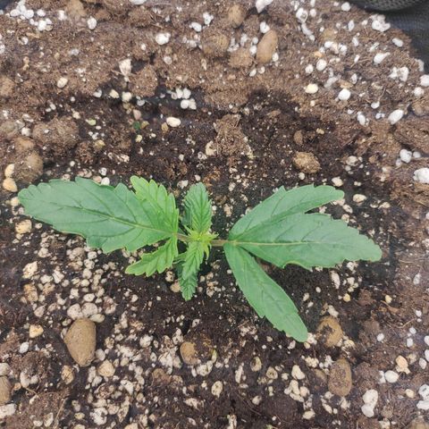 Wedding Cake growlog timeline photo