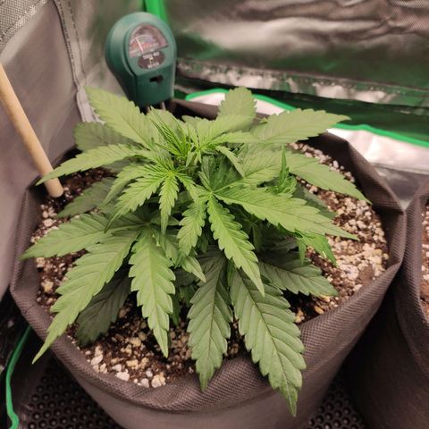 Johnny Cage growlog timeline photo