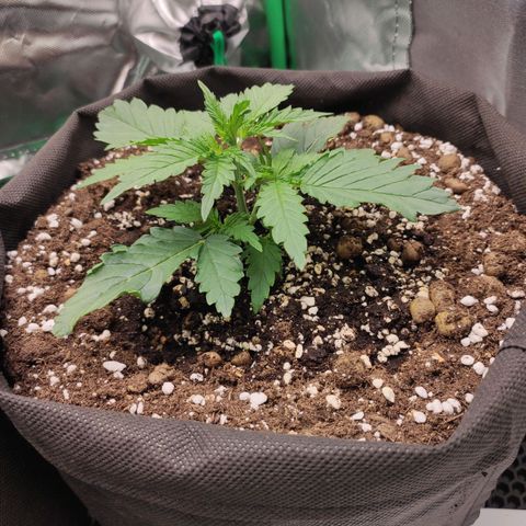 Wedding Cake growlog timeline photo