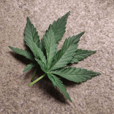 Johnny Cage growlog timeline photo