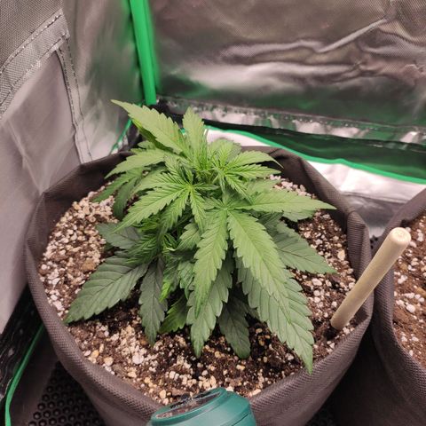 Johnny Cage growlog photo: 2 листа