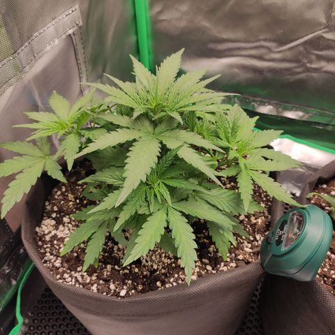 Johnny Cage growlog timeline photo
