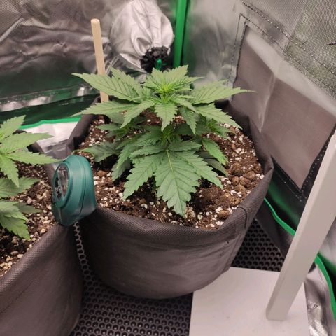 Wedding Cake growlog timeline photo