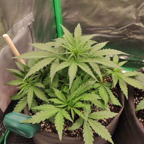 Johnny Cage growlog timeline photo